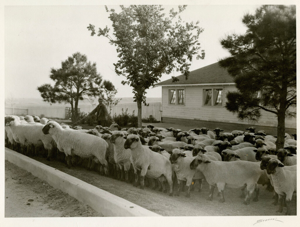 Highlands Ranch History Spotlight One Sheep to Rule Them
