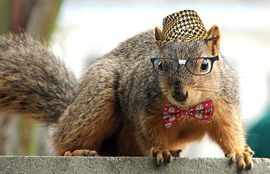 Archives winter is coming! Image: https://bobsbanter.com/a-squirrel-wearing-glasses/